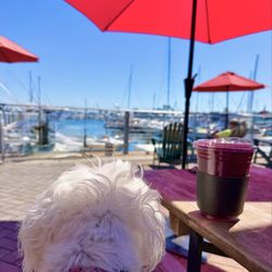 Harbor views with umbrella shade