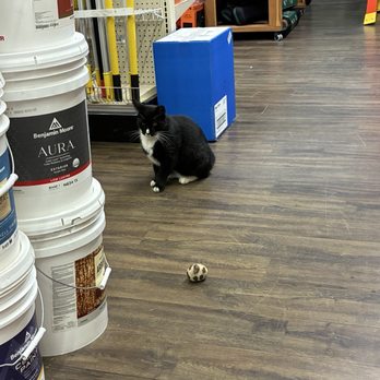 Classic Ace Hardware - Adorable cat in the store - Hardware Stores Near Me - Greenville, South Carolina