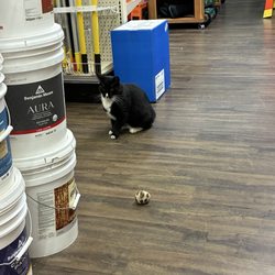 Classic Ace Hardware - Adorable cat in the store