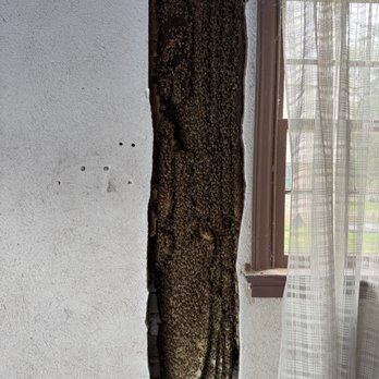 Best Bee Removal - Honeybee colony in garage wall - Pest Control Near Me - Stevens, Pennsylvania
