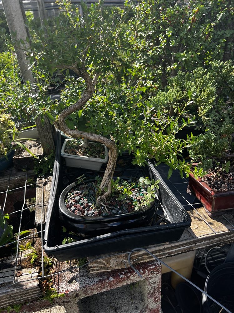 ELEMENTAL NURSERY Updated September 2024 41 Photos 1440 Neptune