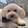 Bark and Mane of Chino Hills