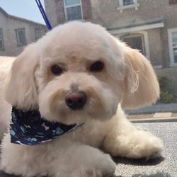 Bark and Mane of Chino Hills
