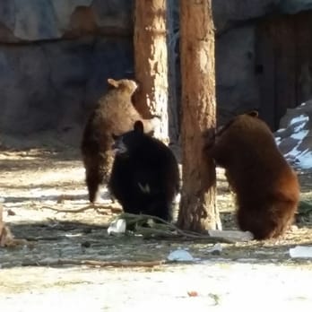 Bearizona - Zoos Near Me - Williams, Arizona