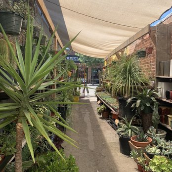 Casas Succulents And Cactus - Nurseries & Gardening Near Me - Visalia, California