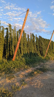 Bale Breaker Brewing Company by null