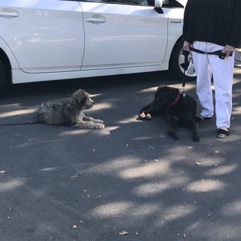 Hot Dog On a Leash - Pet Training Near Me - Carlsbad, California Hot Dog On a Leash - Pet Training Near Me - Carlsbad, California