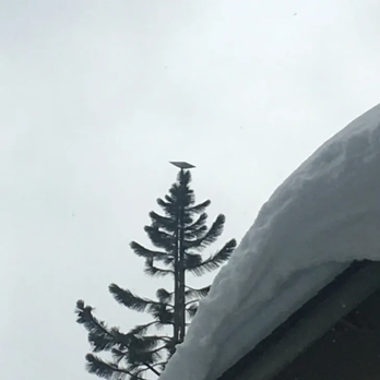 Tree Dishy - Home Network Installation Near Me Tree Dishy - Home Network Installation Near Me