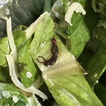 Chipotle Mexican Grill - Dead earwig in old, wilted lettuce.  I guess the manager fired the staff last time I went and they hired blind people. - Mexican Near Me - Pineville, North Carolina