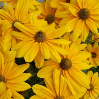 Centennial Park - Conservatory - Parks Near Me - Etobicoke, Ontario