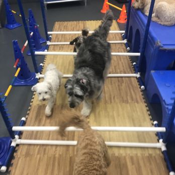 Sniff Dog Hotel - Pet Sitting Near Me - Portland, Oregon Sniff Dog Hotel - Pet Sitting Near Me - Portland, Oregon