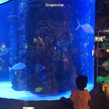Rainforest Cafe - One of aquariums - American Near Me - Grapevine, Texas