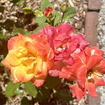 Chicora Tours - At Cyprus Gardens - Walking Tours Near Me Chicora Tours - At Cyprus Gardens - Walking Tours Near Me