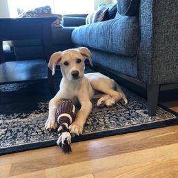 our puppy