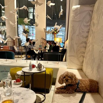 One OneFour Bar - a dog resting on a table - Cocktail Bars Near Me - New York, New York One OneFour Bar - a dog resting on a table - Cocktail Bars Near Me - New York, New York