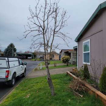 Oregon Arborist - A small pear tree that needed a little help - Tree Services Near Me