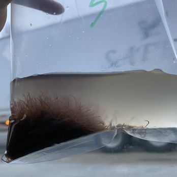 Sierra Fish & Pets - $9 worth of black worms - Local Fish Stores Near Me - Renton, Washington