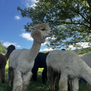 Coleman Valley Alpaca Farm - Attraction Farms Near Me - Franklin, Tennessee Coleman Valley Alpaca Farm - Attraction Farms Near Me - Franklin, Tennessee