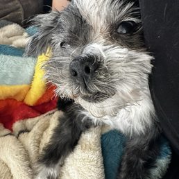 Happy old lady