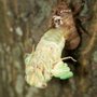 Photo of Peacock Pest Prevention