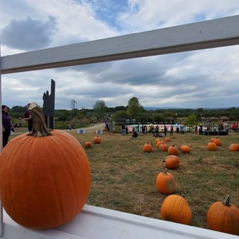 Hurds Family Farm - pumpkins in a field - Fruits & Veggies Near Me - Modena, New York