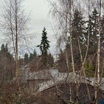 High Quality Tree Service - Before; when the leaves were on these trees, we couldn't see the water! - Tree Services Near Me - Lynnwood, Washington