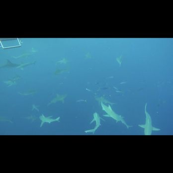 One Ocean Diving - Free Diving Near Me - Haleiwa, Hawaii