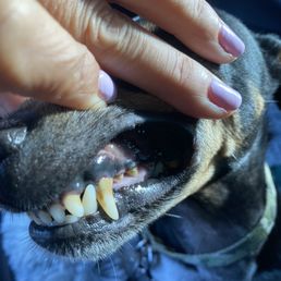 Before teeth cleaning Before teeth cleaning