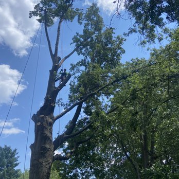 B Woody's Tree Service - Tree Services Near Me B Woody's Tree Service - Tree Services Near Me