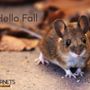 Photo of Hornets Pest Solutions