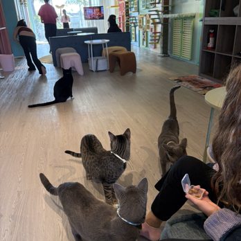 Cat Cafe Meows Rakuen - Cats coming to human for treats. Just rattle the container and they will all come! - Cafes Near Me - Gardena, California Cat Cafe Meows Rakuen - Cats coming to human for treats. Just rattle the container and they will all come! - Cafes Near Me - Gardena, California