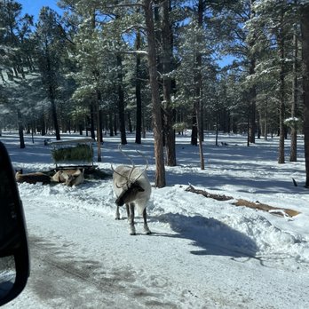 Bearizona - A moose coming up to the car - Zoos Near Me - Williams, Arizona Bearizona - A moose coming up to the car - Zoos Near Me - Williams, Arizona