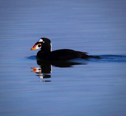 Bolsa Chica Ecological Reserve by null