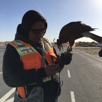 Aeropuerto Internacional de Mexicali - There is a falcon hanging out, just a typical day! coolest - Airports Near Me - Mexicali, BCN Aeropuerto Internacional de Mexicali - There is a falcon hanging out, just a typical day! coolest - Airports Near Me - Mexicali, BCN