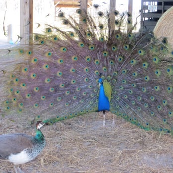 Safari Wilderness Ranch - Peacock showing his stuff - Tours Near Me - Lakeland, Florida Safari Wilderness Ranch - Peacock showing his stuff - Tours Near Me - Lakeland, Florida