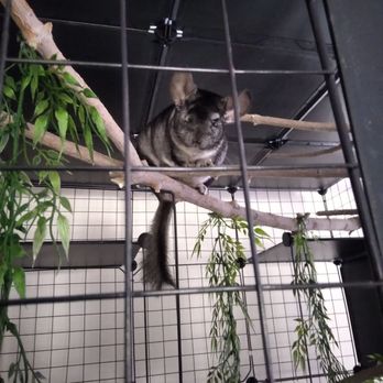 Palmdale Veterinary Hospital - Who says you need two eyes. 1 eyed willy is doing fantastic - Veterinarians Near Me - Palmdale, California Palmdale Veterinary Hospital - Who says you need two eyes. 1 eyed willy is doing fantastic - Veterinarians Near Me - Palmdale, California