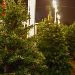 Holiday & Harvest