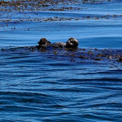 Avila Beach Whale Watching - Otter napping with pup