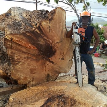 MonkeyMan Tree Care - This is the same mango tree.stump grinding took a day. So new home can be built. - Tree Services Near Me - Aiea, Hawaii MonkeyMan Tree Care - This is the same mango tree.stump grinding took a day. So new home can be built. - Tree Services Near Me - Aiea, Hawaii
