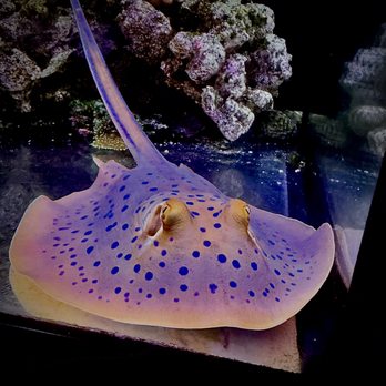Reef Junkiez - Blue spotted stingray - Local Fish Stores Near Me - Morgan Hill, California Reef Junkiez - Blue spotted stingray - Local Fish Stores Near Me - Morgan Hill, California
