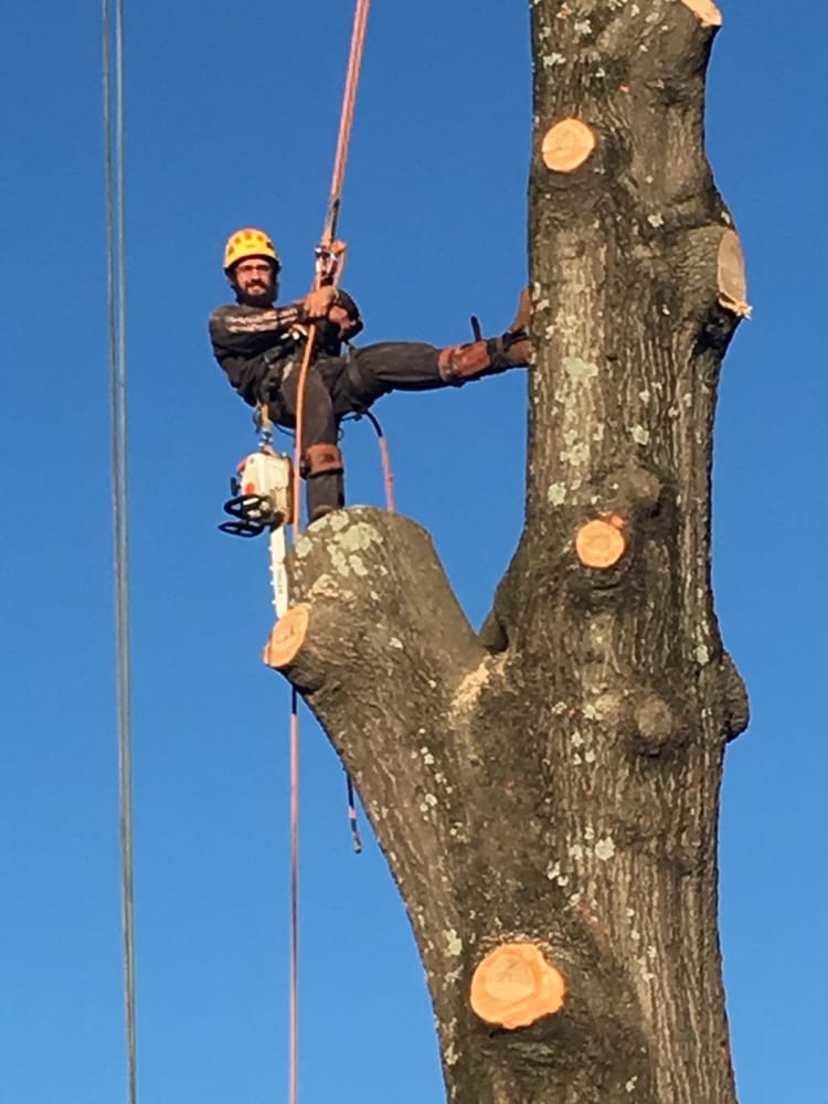 Schmitt Tree Service - tree service in Sherwood, AR