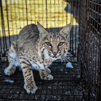 Arizona Wildlife Solutions - Bobcat Removal - Wildlife Control Near Me Arizona Wildlife Solutions - Bobcat Removal - Wildlife Control Near Me