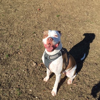 Camp Bow Wow Dallas High Five - Izzy - Pet Boarding Near Me - Dallas, Texas Camp Bow Wow Dallas High Five - Izzy - Pet Boarding Near Me - Dallas, Texas