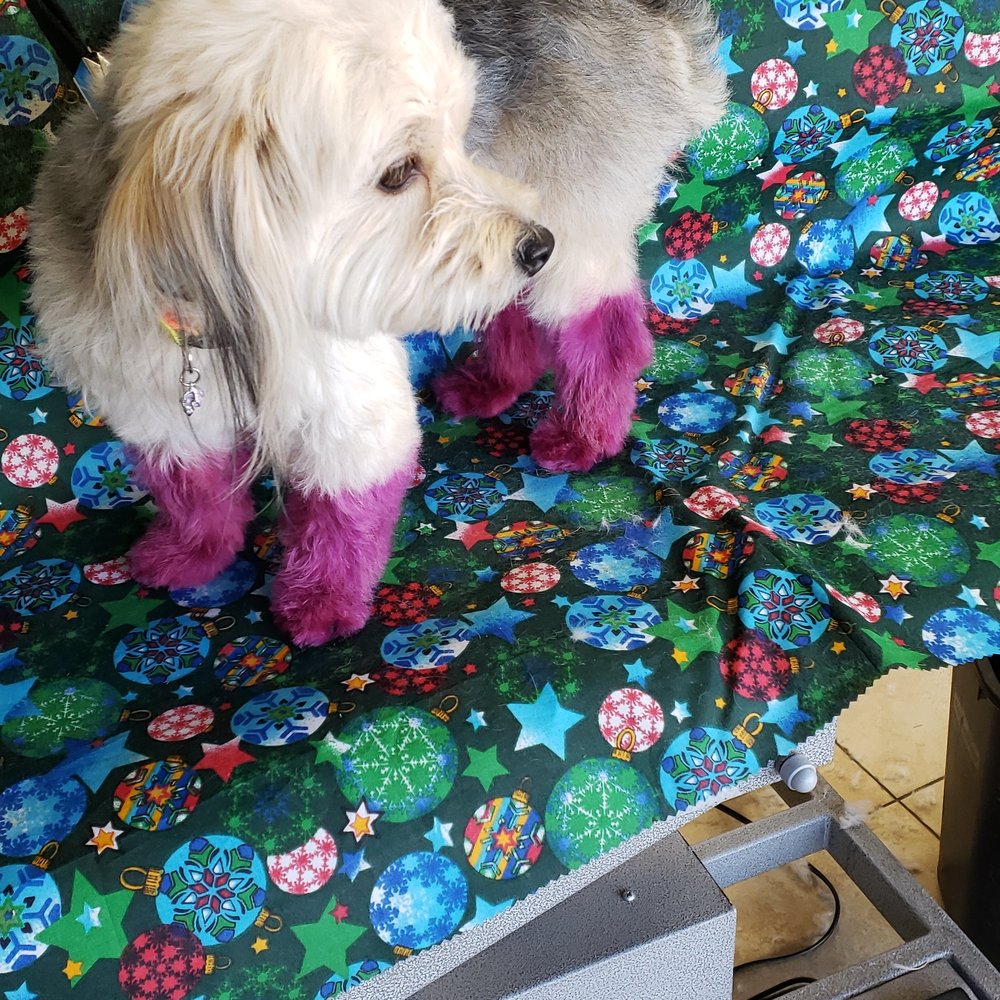 GENTLE GROOMER 43 Photos & 35 Reviews 8911 N Central Ave, Phoenix