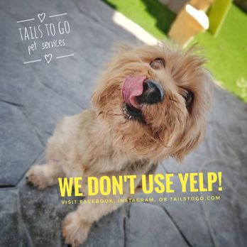 Tails to GO! Pet Service - Please contact us on our website, Facebook, Instagram, or 915-412-6642. Not on Yelp! - Dog Walkers Near Me Tails to GO! Pet Service - Please contact us on our website, Facebook, Instagram, or 915-412-6642. Not on Yelp! - Dog Walkers Near Me