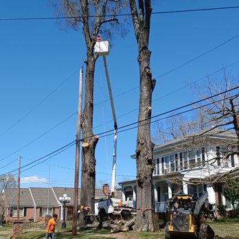 Cutts Tree Services - High Risk Removal, Bucket Truck Work - Tree Services Near Me