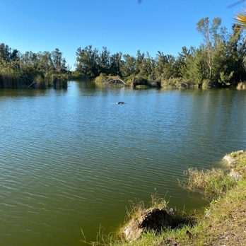 Lakes Regional Park - baby alligator having afternoon nap - Parks Near Me - Fort Myers, Florida Lakes Regional Park - baby alligator having afternoon nap - Parks Near Me - Fort Myers, Florida
