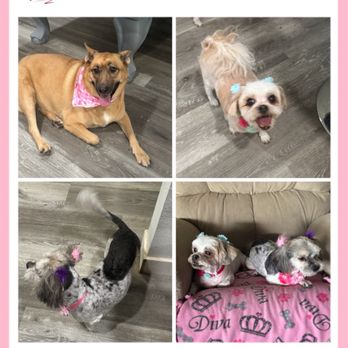 Groomingdales - Pet Groomers Near Me - Las Vegas, Nevada Groomingdales - Pet Groomers Near Me - Las Vegas, Nevada