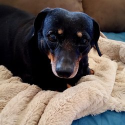 Oxford Veterinary Hospital - Cee cee