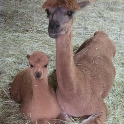 Snowy Range Alpacas - Momma Amber and her baby cria Willow